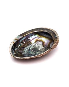 Abeloneskal - 15-17cm