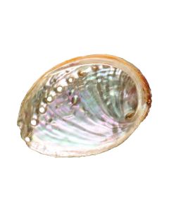 Abeloneskal - XXS - 6-8cm